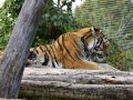 ZOO-Viden 24 srpen 2014 039.JPG
